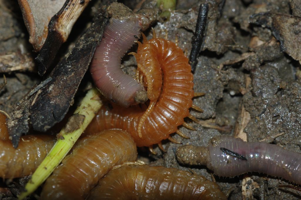 Un geofilomorfo ed un litobiomorfo si nutrono di un lombrico